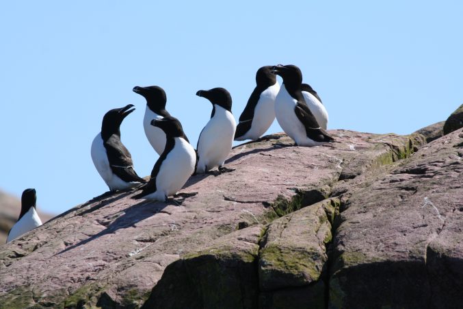 Puffins at Sea - Cliffs of Moher