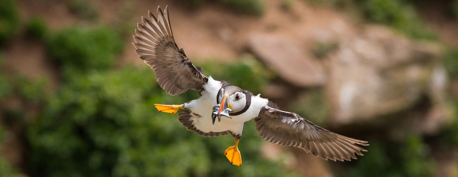Puffins at Sea - Cliffs of Moher