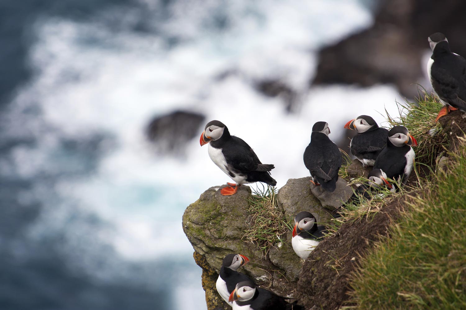 Puffins in Ireland