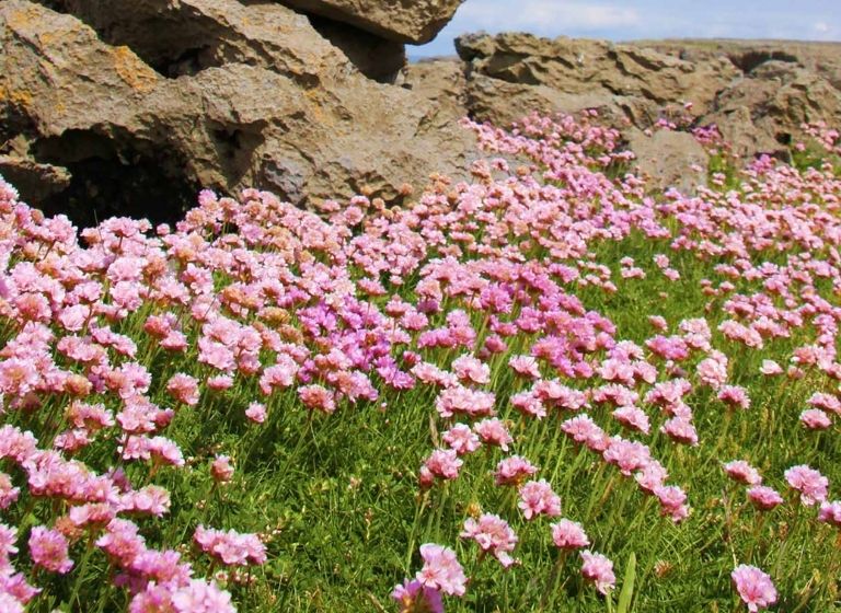 Wild Atlantic Way Love at the Cliffs of Moher