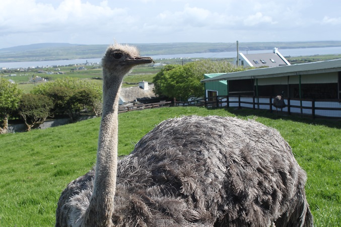 Moher Hill Open Farm and Leisure Park