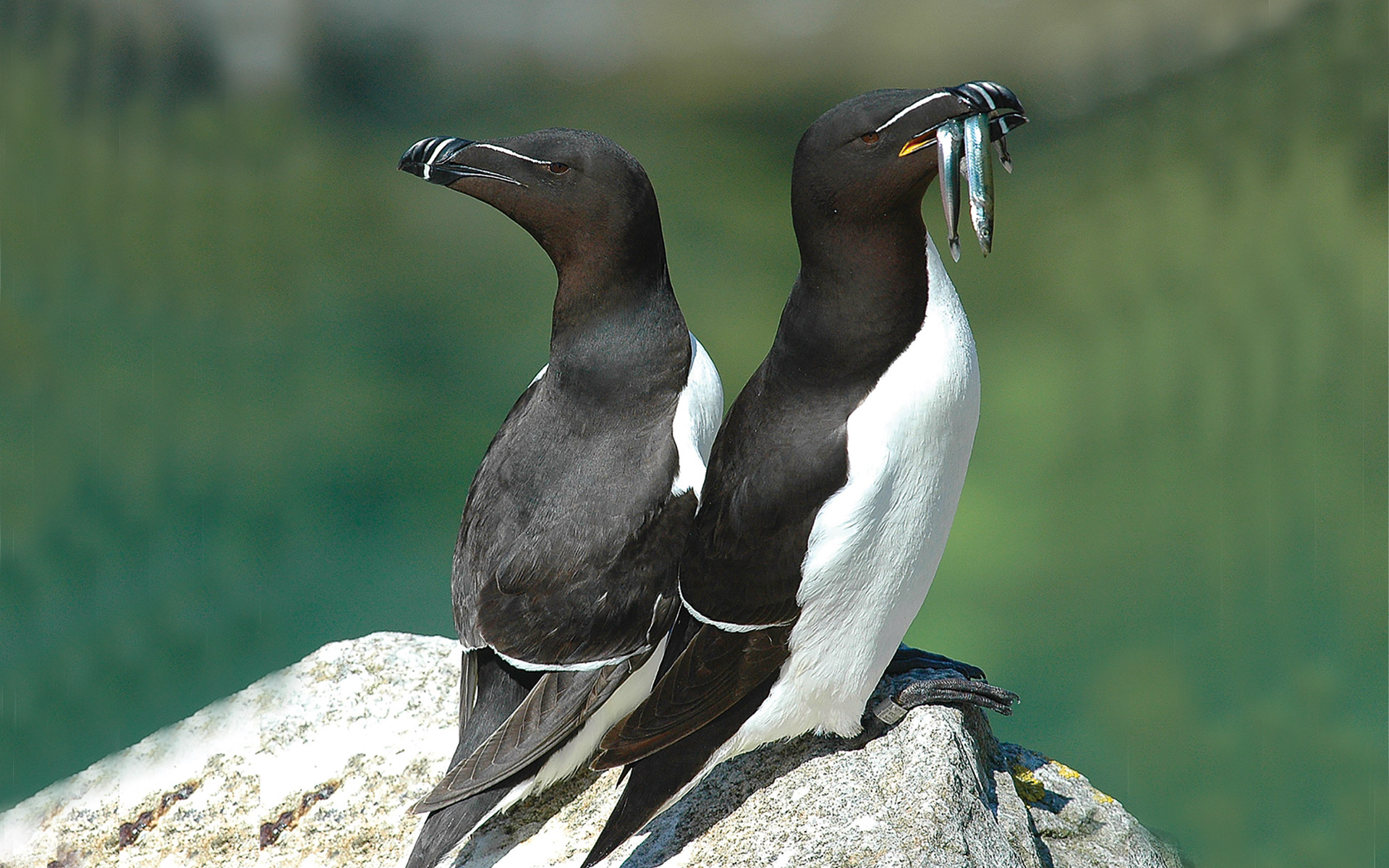Razorbills
