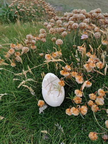 Fulmar egg resize