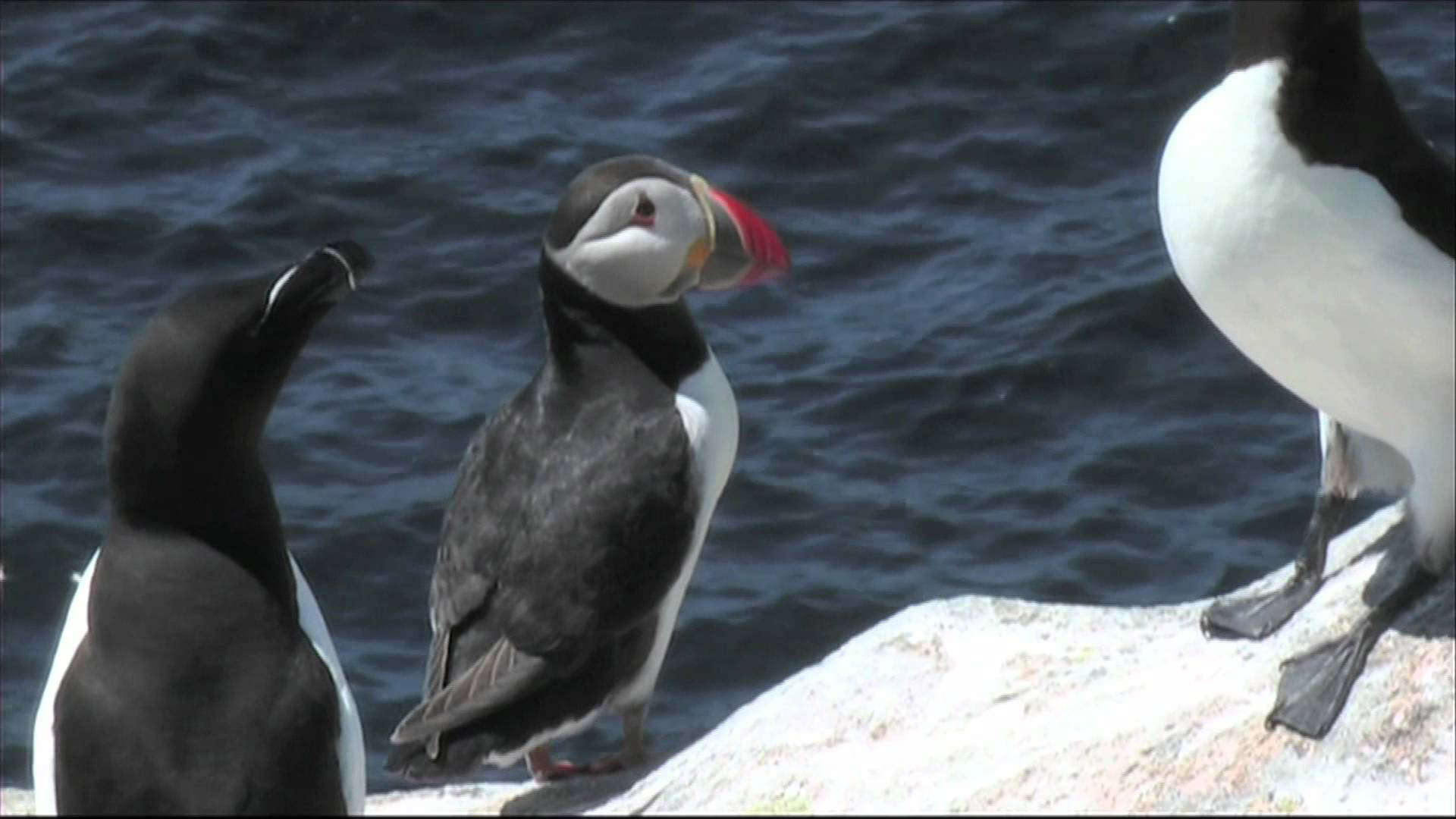 Puffins