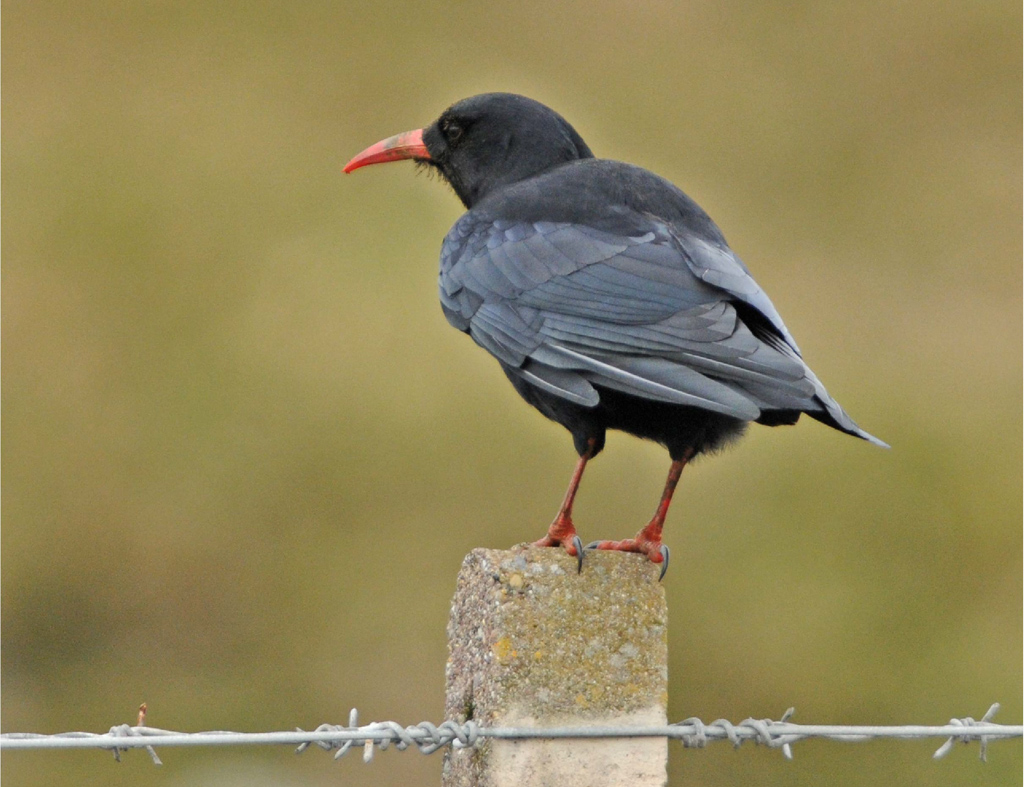 Chough Birdwatching