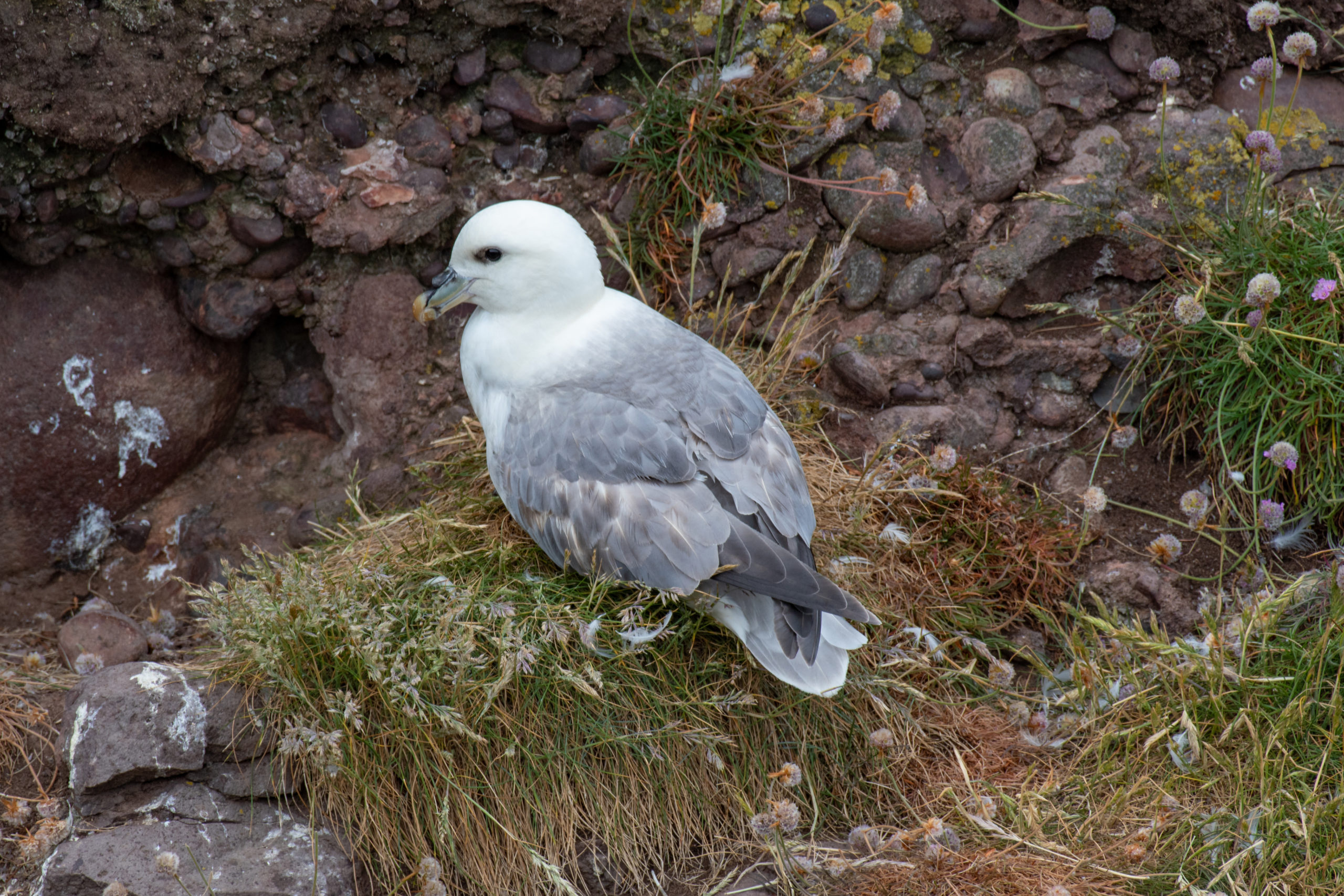 Fulmar Bird