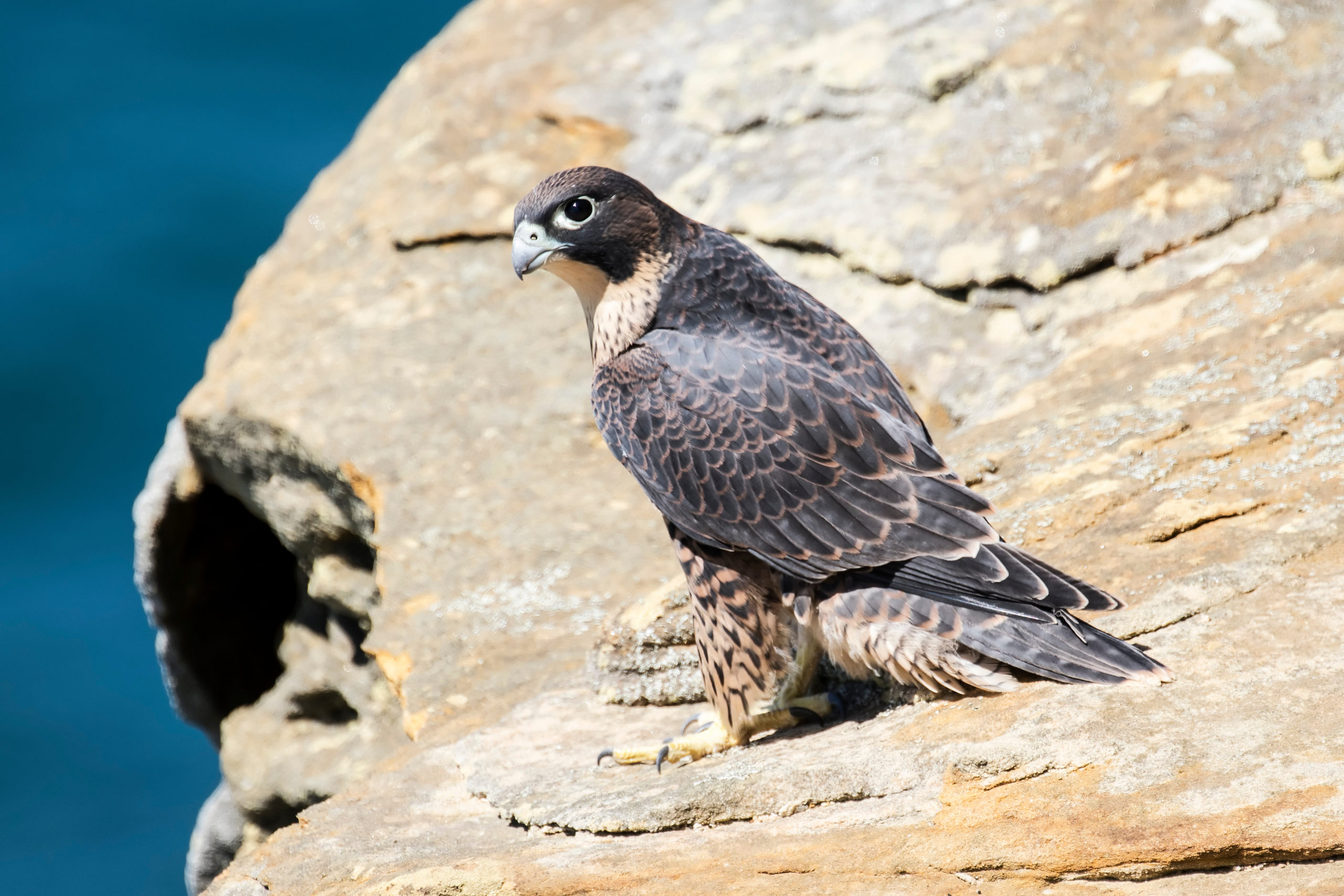 Peregrine Birdwatching in Ireland